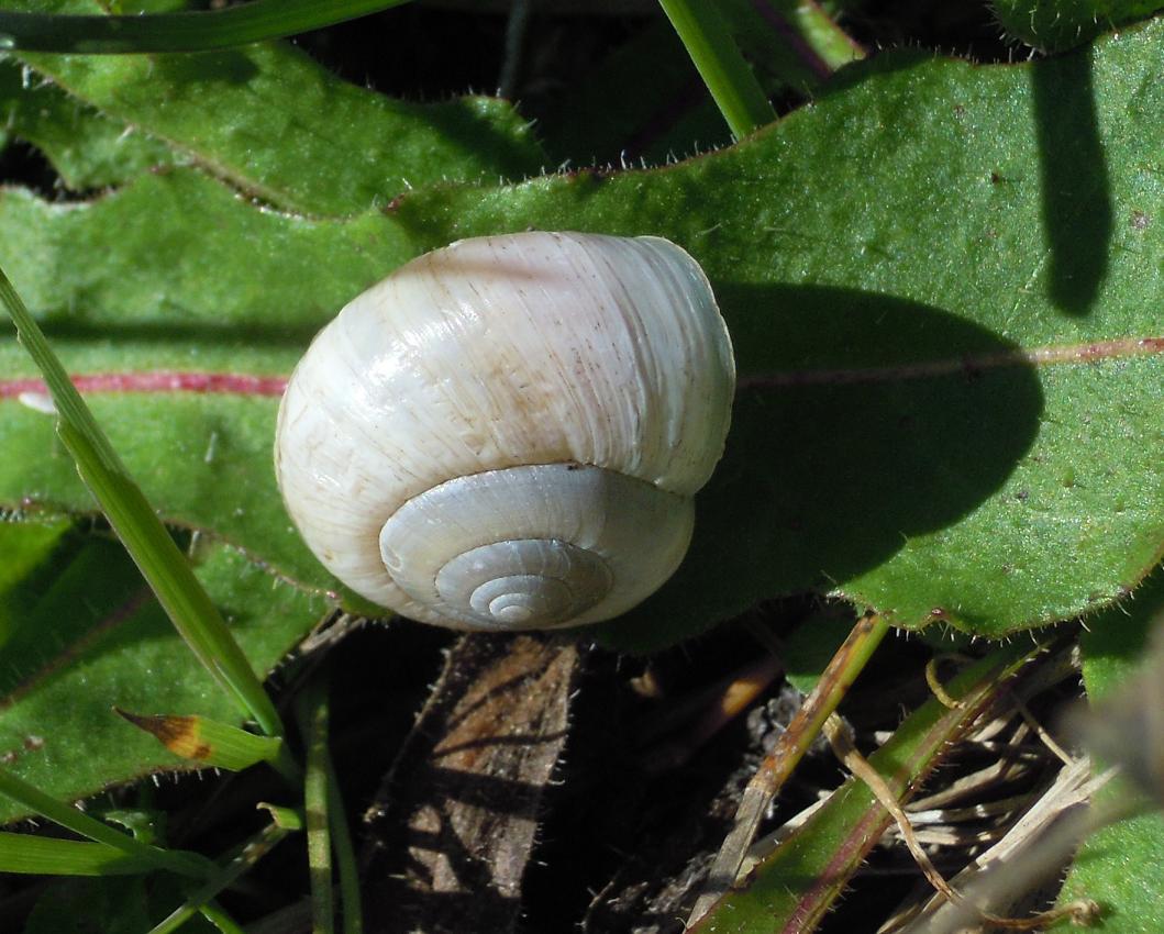 Helix sobara Mabille,1881